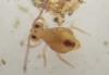 Dicyrtomina minuta